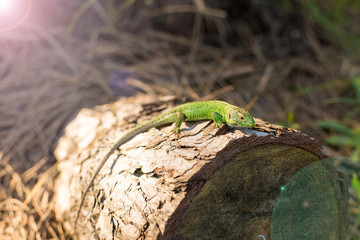 Naklejka na ściany i meble Green lizard on a tree close up