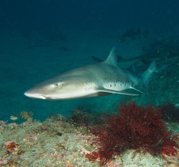 Fototapeta na wymiar Sharks and Rays