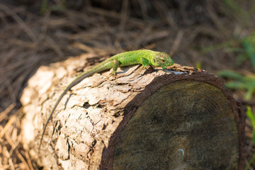 Green lizard on a tree close up