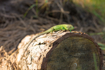 Green lizard on a tree close up