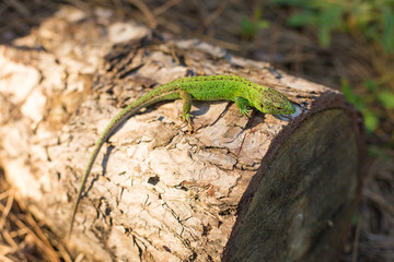 Green lizard on a tree close up