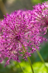 Blühender Sternkugel-Lauch