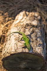 Green lizard on a tree close up