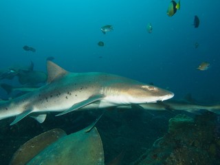 Fototapeta premium Sharks and Rays