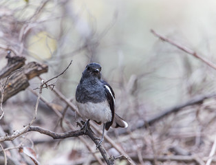Oriental Magpie Robin (Copsychus saularis) on dry branches.