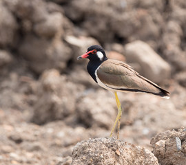  Red-wattled lapwing (Vanellus indicus)