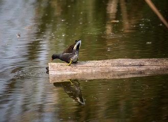 Common Moorhen ( Gallinula chloropus ) on the wood in the water.