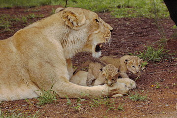 Löwin mit 2 Babies