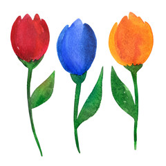 Watercolor set of tulips, hand drawn illustration of spring flowers, isolated on a white background.