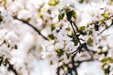 spring flowers