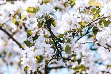 spring flowers