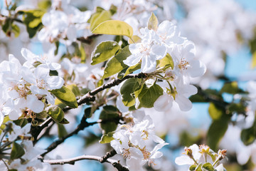 spring flowers