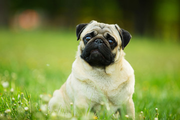 Obraz premium Dog Pug
