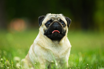 Portrait of happy dog, purebred fawn pug sitting in grass outdoors. Pet care
