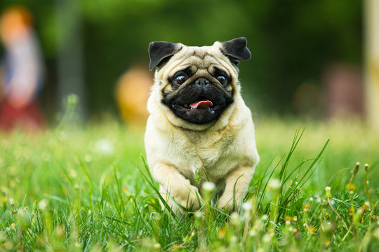 Happy dog ​​runs, darts in motion against the background of green grass and dandelions outdoor . Purebred fawn pug, animal health, veterinary medicine, pet care.
