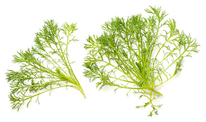 closeup of fresh chamomile leaves isolated on white