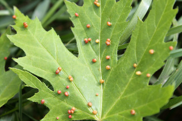 Gall caused by maple bladder-gall mite or Vasates quadripedes on Silver Maple (Acer saccharinum) leaf