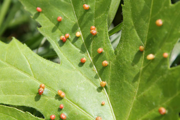 Gall caused by maple bladder-gall mite or Vasates quadripedes on Silver Maple (Acer saccharinum)...