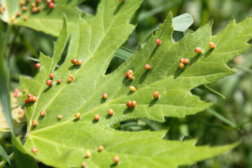 Gall caused by maple bladder-gall mite or Vasates quadripedes on Silver Maple (Acer saccharinum)...