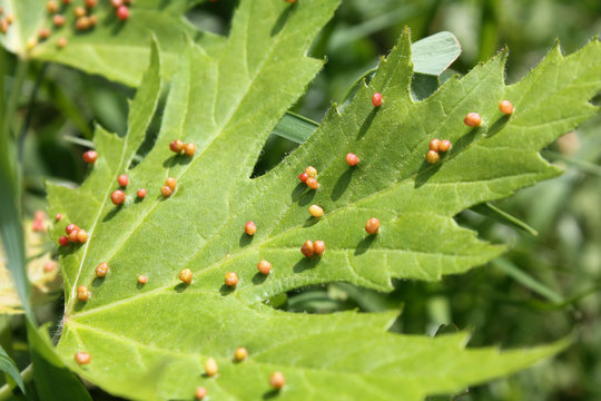 Gall caused by maple bladder-gall mite or Vasates quadripedes on Silver Maple (Acer saccharinum) leaf