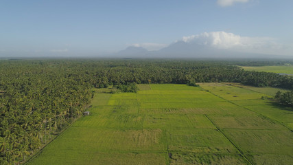 Obraz premium Aerial view of rice terraces and agricultural farm land among palm trees. Cultivation of agricultural products in mountain province. Luzon, Philippines.