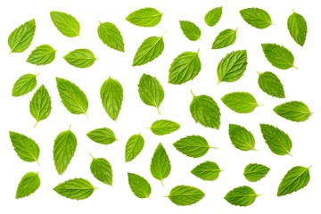 collection of fresh peppermint leaves isolated on white, top view