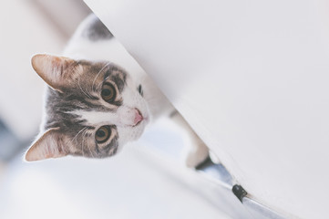Jeune chat tigré blanc