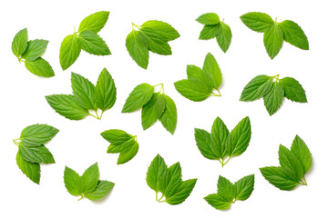 collection of fresh peppermint leaves isolated on white, top view