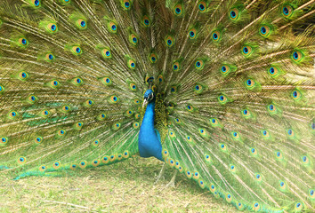 Obraz premium Close up of a beautiful peacock bird with its feathers spead out