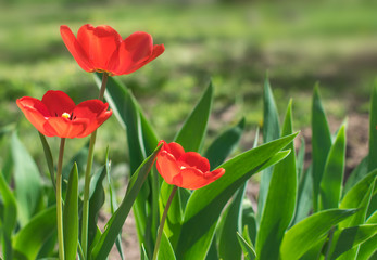 Close-up colorful bright yellow and red flowers tulips in spring garden. Flowering flower bed on a sunny day. Beautiful floral blurred background.