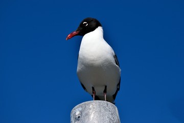 Laughing Gull in the wild Florida, USA