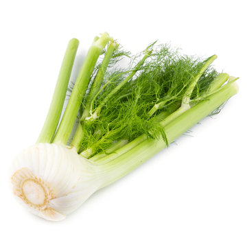 Fresh organic fennel isolated on a white background