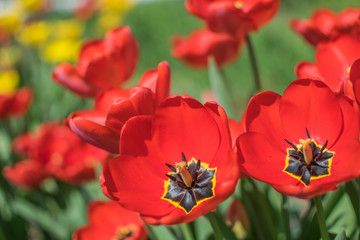 Obraz premium Close-up colorful bright yellow and red flowers tulips in spring garden. Flowering flower bed on a sunny day. Beautiful floral blurred background.