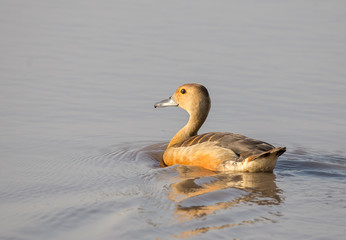 Lesser whistling duck ( Dendrocygna javanica ) in pond of Thailand.