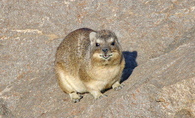 Dassie lächelt