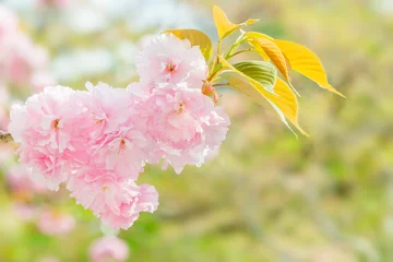 Stickers pour porte Fleur de cerisier 満開の八重桜