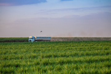 Fototapeta premium Sugar cane plantation at brazil’s countryside