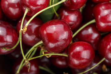 harvest ripe cherries, many berries are scattered as a background