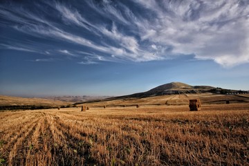 La récolte en Tunisie