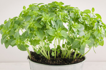 Frisches, griechisches Basilikum  in einem Topf