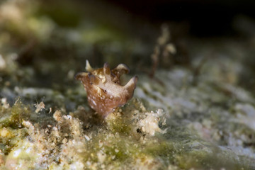 Nudibranch Aplysia parvula. Picture was taken in the Banda sea, Ambon, West Papua, Indonesia
