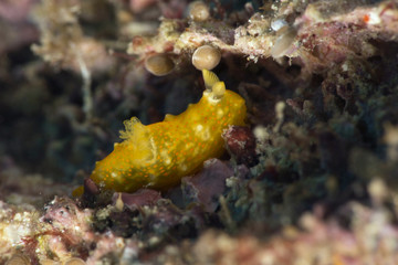Orange Sea slug (Gymnodoris Sp). Picture was taken in the Banda sea, Ambon, West Papua, Indonesia