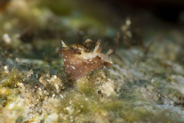 Nudibranch Aplysia parvula. Picture was taken in the Banda sea, Ambon, West Papua, Indonesia