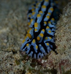 nudibranch