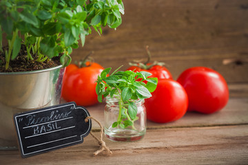 Frisch gepflücktes  Basilikum 