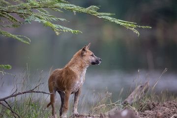 Stray dogs that are wet in  park.