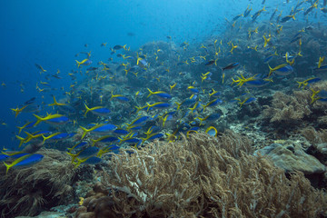 Fototapeta na wymiar Riot of underwater life. Diversity of form, fabulous colors of soft corals and colorful school of fishes. Picture was taken in the Ceram sea, Raja Ampat, West Papua, Indonesia