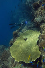 Unimaginable size of coral gardens, diversity of forms and fabulous colors  in the Ceram sea, Raja Ampat, West Papua, Indonesia