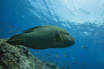 Naklejka premium Napoleon Fish / Humphead Wrasse (Cheilinus undulatus) in in the Ceram sea, Raja Ampat, West Papua, Indonesia