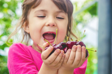 The child is picking cherries in the garden. Selective focus.